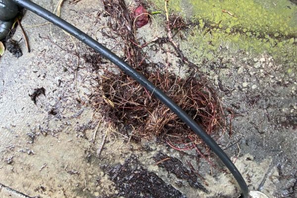 Landscape Storm Drain Hydro Jetting in Encinitas, Ca