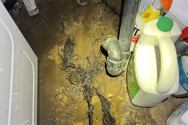 Roots in Laundry Drain Line in Lake Murray, CA