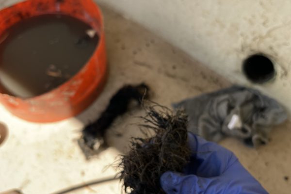Hydro Jetting Tree Roots in Sewer in La Jolla, CA