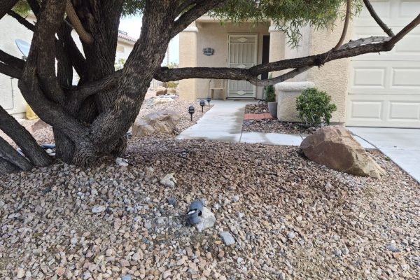 Dual Sweep Cleanout Service in Henderson