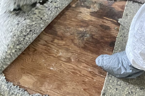 Recent Projects 1 Suicide Cleanup in Lake Oswego, Oregon