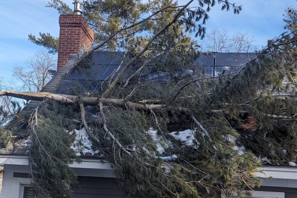 Emergency Tree Services