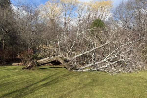 Lot and Land Clearing