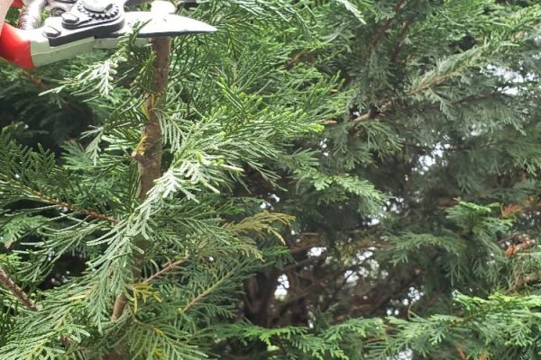 Tree and Shrub Planting