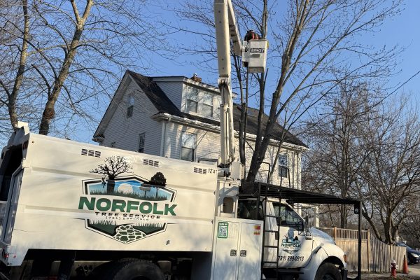 Maple Tree Removal In Watertown, MA