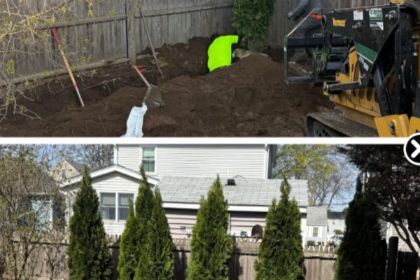 Tree Planting In Waltham, MA