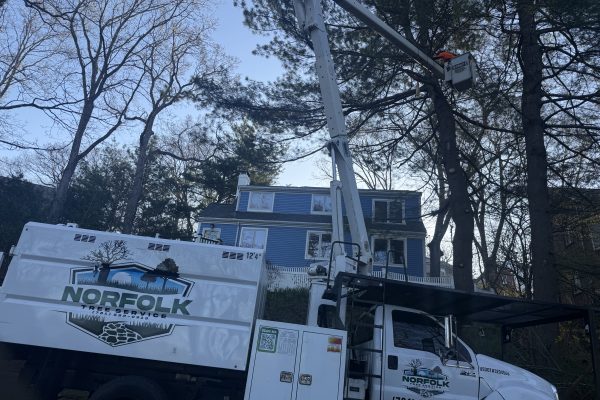 Pine Tree Removal In Needham, MA