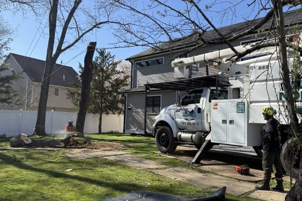Norway Spruce and Oak Tree Removal In Natick, MA