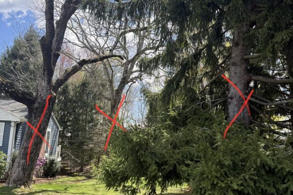 Decaying Oak Tree Removal In Norwood, MA