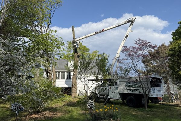 Maple Tree Removal in Quincy, MA