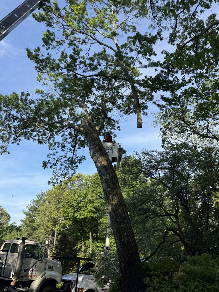 Project Photos