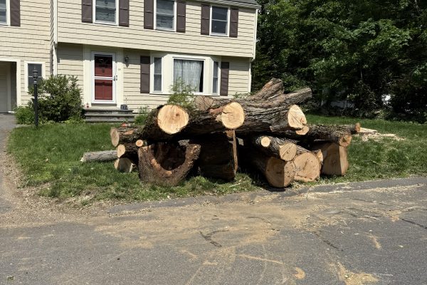 Recent Projects 2 Sugar Maple Tree Removal In Lexington, MA