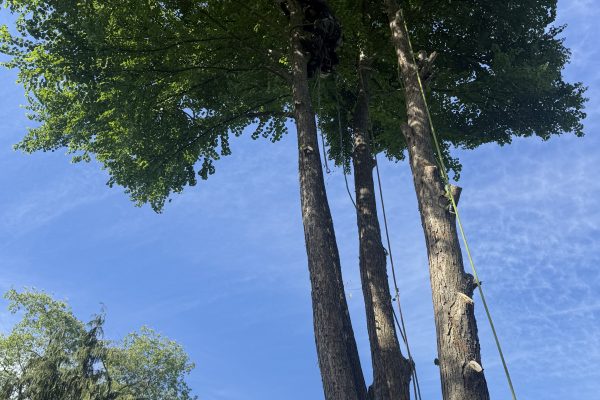 Recent Projects 1 Ginkgo Tree Removal In Wellesley, MA