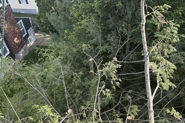 Recent Projects 4 Tree Topping In Westwood, MA