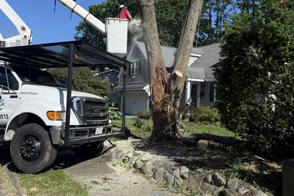 Recent Projects 3 Linden Tree Removal Wellesley, MA