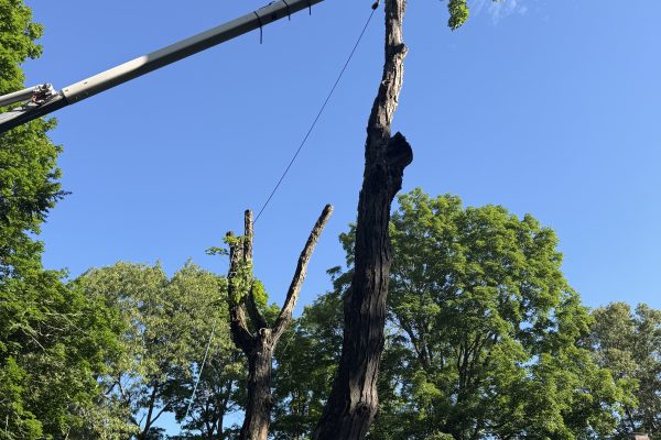 Recent Projects 2 Sugar Maple Tree Removal In Wellesley, MA
