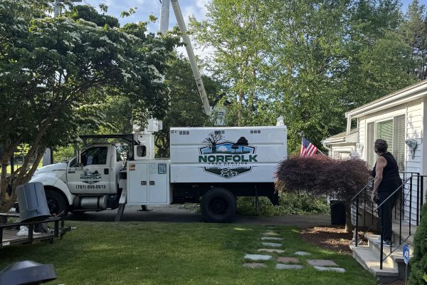 Recent Projects 1 Birch Tree Removal Wellesley, MA