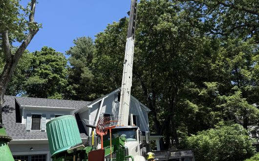 Hollow Pine Tree Removal Wellesley, MA