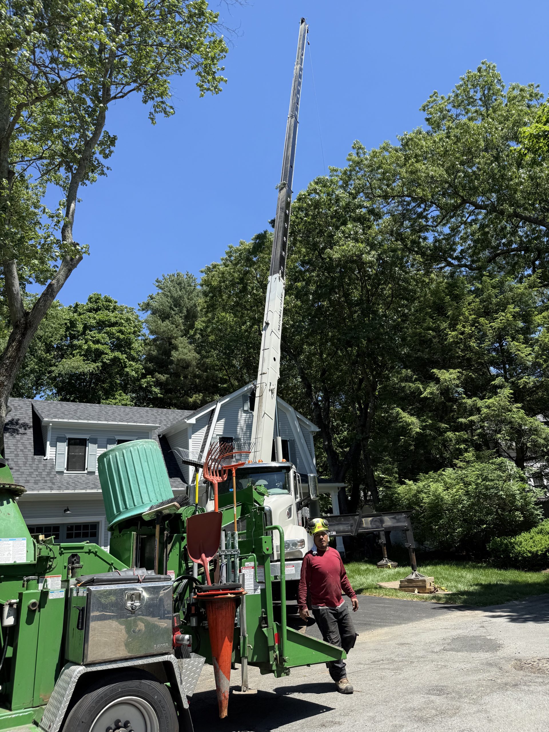 Hollow Pine Tree Removal Wellesley, MA