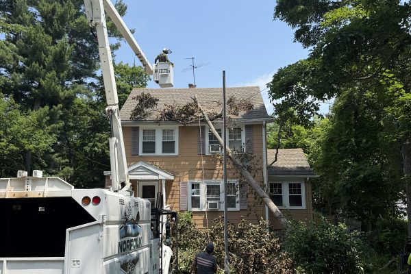 Emergency Hickory Tree Removal Stoughton, MA