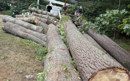 Pine Tree Removal & Stump Grinding Weston, MA