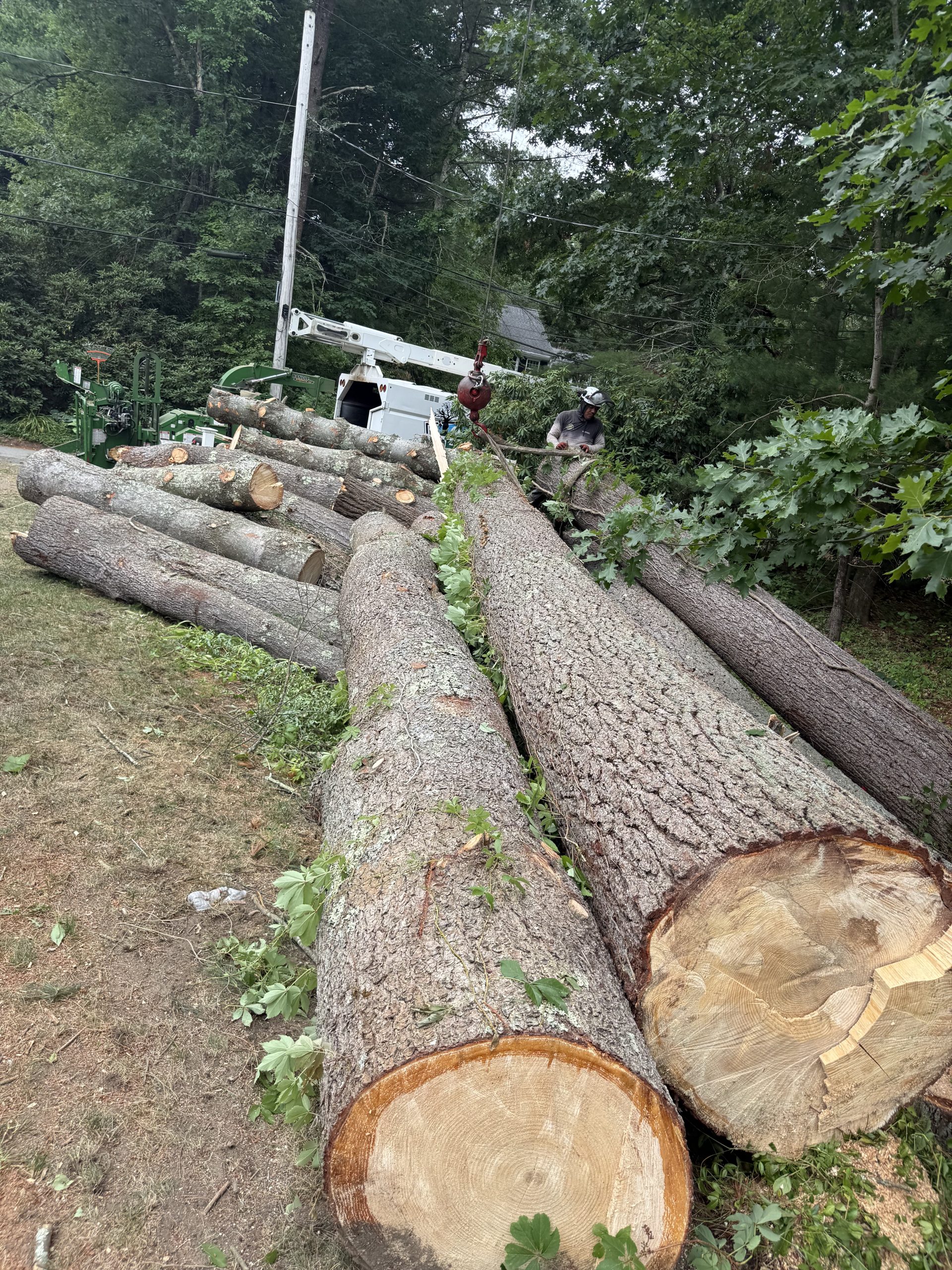 Pine Tree Removal & Stump Grinding Weston, MA
