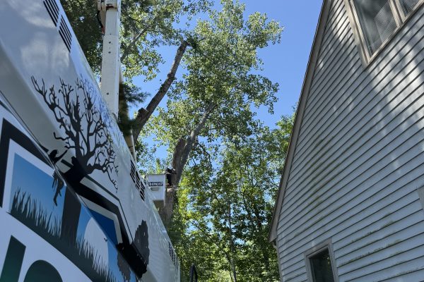 Pine & Sweet Gum Tree Trimming Natick, MA
