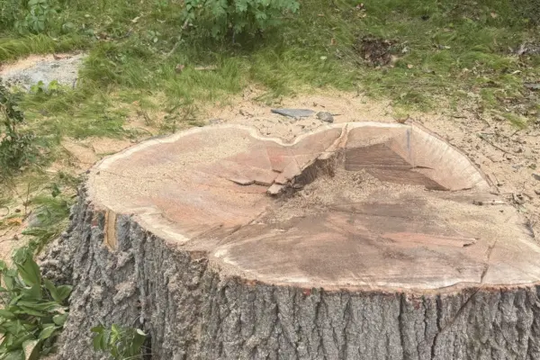Recent Projects 1 Oak Tree Removal Waltham, MA