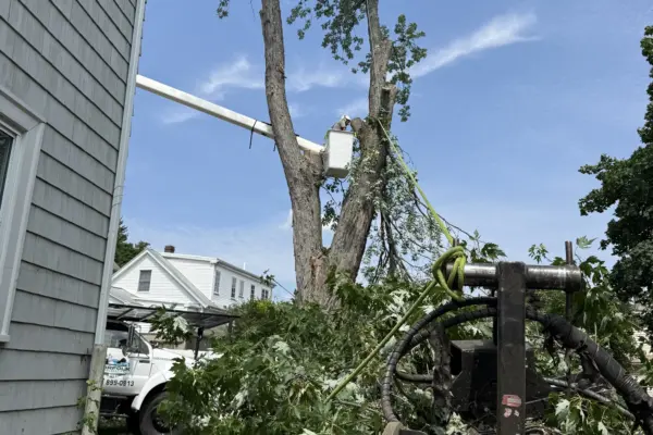 Recent Projects 2 Silver Maple Tree Removal Brighton, MA