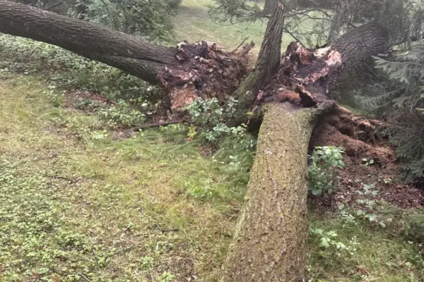 Recent Projects 5 Emergency Oak Tree Removal in Concord, MA