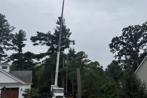 Recent Projects 1 Pine Tree Removal in Needham