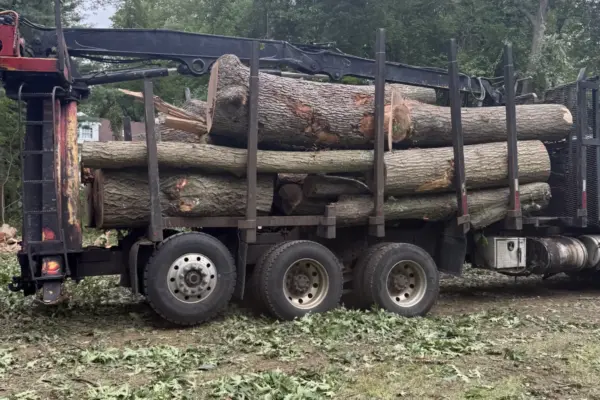 Recent Projects 2 Tree Removal In Lexington, MA