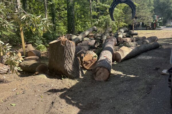 Recent Projects 4 Tree Inspection and Removal in Dover, MA