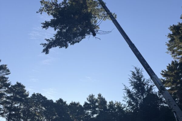Recent Projects 1 White Pine Removal in Dover, MA