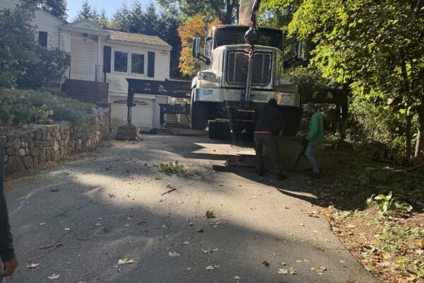Recent Projects 8 Dead Pine Tree Removal Natick, MA