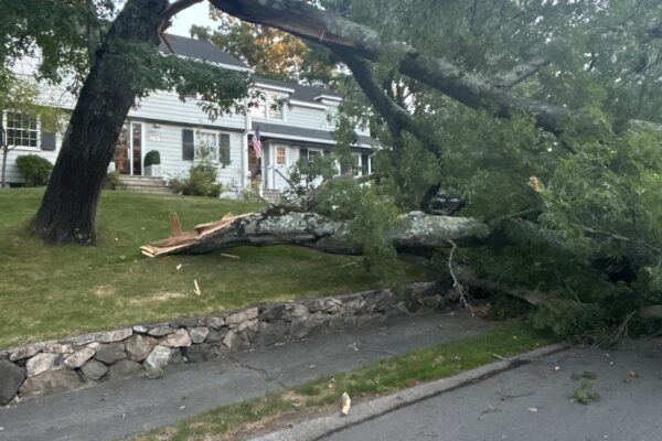 Recent Projects 18 Emergency Oak Tree Removal