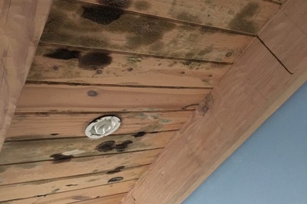 Mold Removal In Thousand Oaks, CA