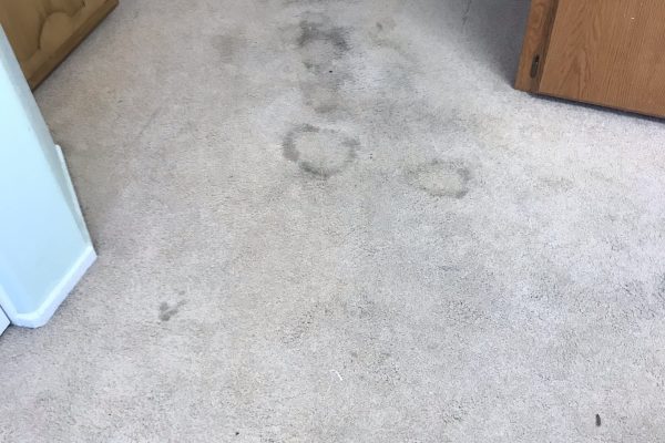 Recent Projects Pet Urine Treatment Carpet Cleaning