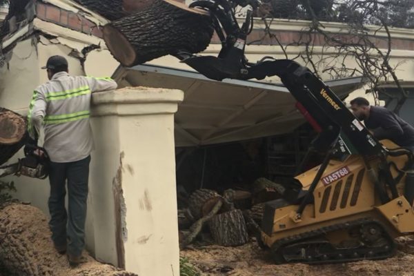 Tree Removal Offer