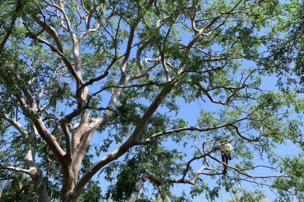 Tree Trimming Coupon