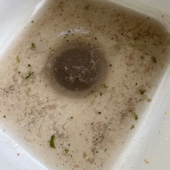 Garbage Disposal Clog in San Diego, CA